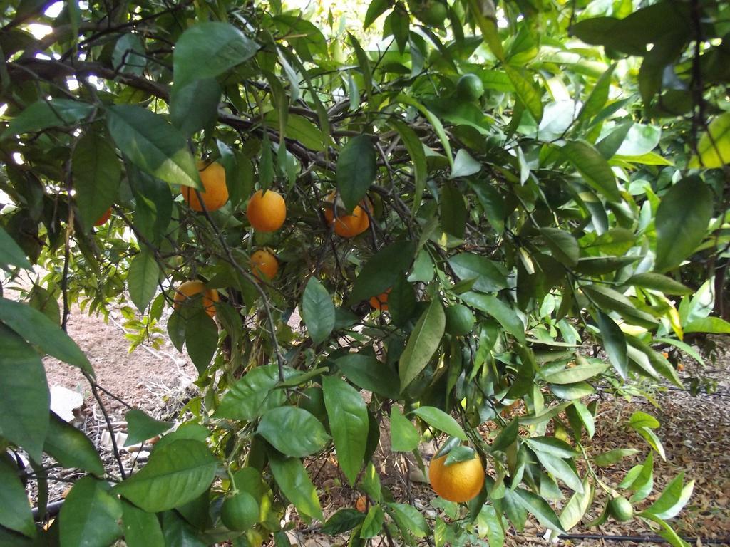 Vila Da Mesa Algoz Εξωτερικό φωτογραφία