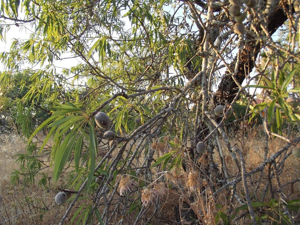 Vila Da Mesa Algoz Εξωτερικό φωτογραφία